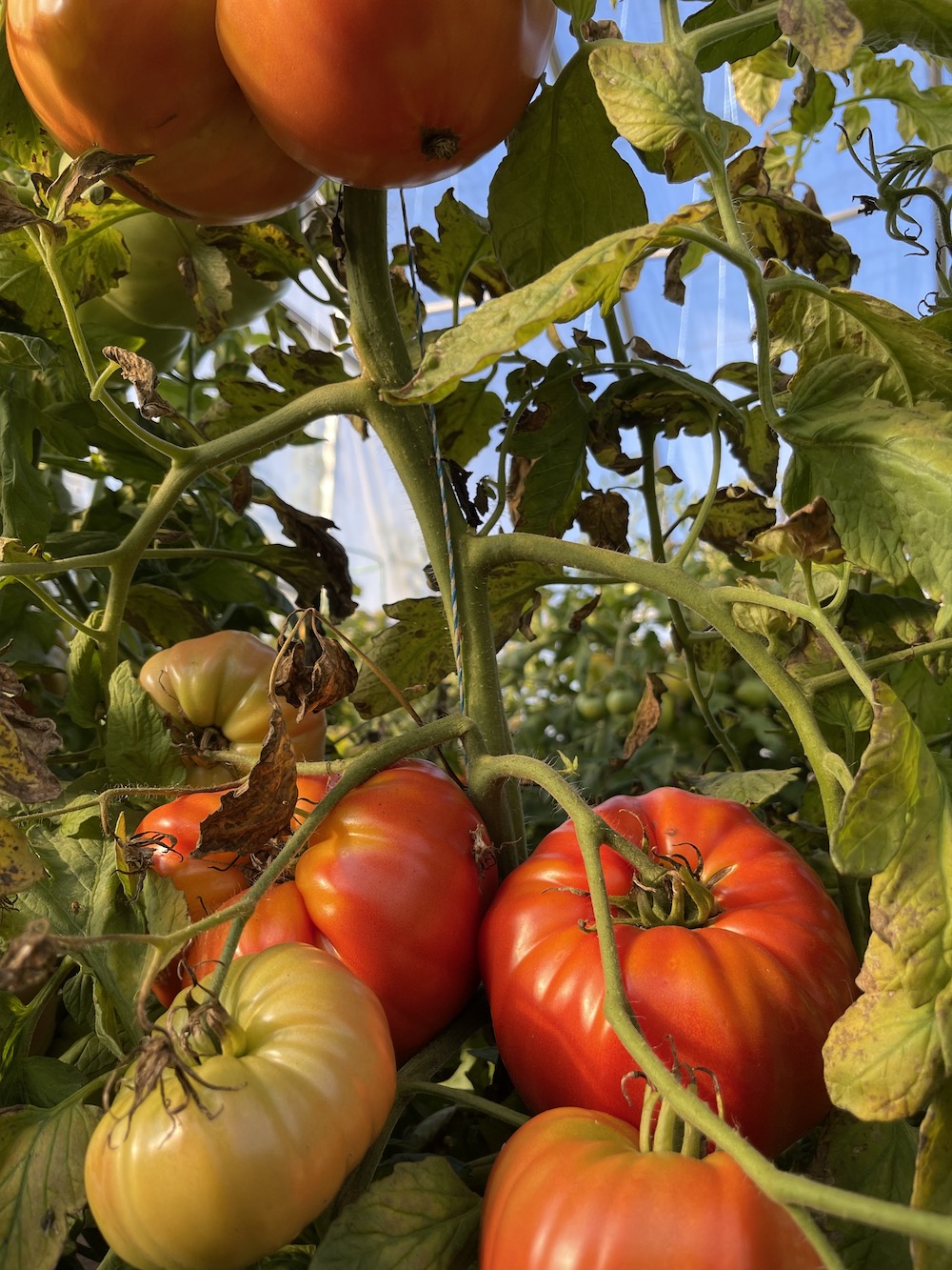 Tomatoes-on-Vine