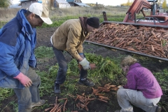 Harvesting Carrots