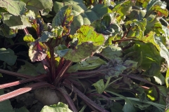 Beet Harvest