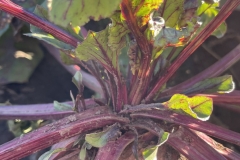 Beautiful Beets
