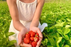 Fresh Strawberries