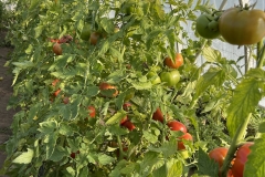 Greenhouse