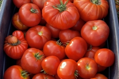 Luscious Tomatoes