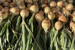 Onion Harvest
