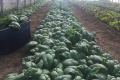 Spinach
