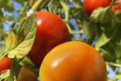 Tomato Vine