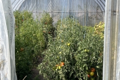 Tomatoes-in-Greenhouse