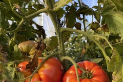 Tomatoes-on-Vine