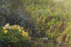 Irrigation